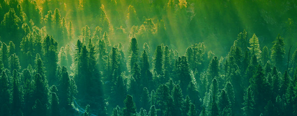 次磷酸銨檢測(cè)