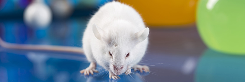 急性經(jīng)皮毒性試驗(yàn)