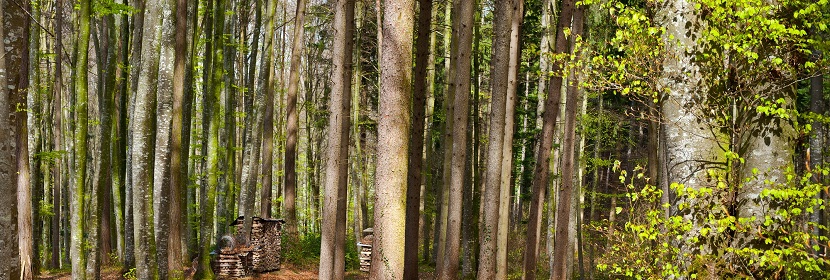 林業(yè)碳匯開(kāi)發(fā)認(rèn)證