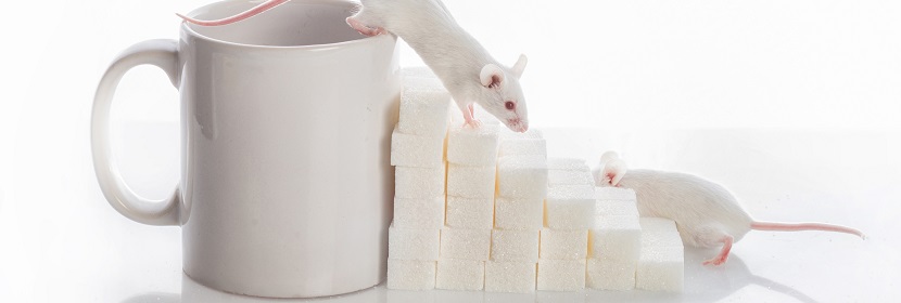 動物骨髓細(xì)胞微核試驗(yàn)