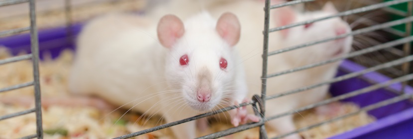 化妝品細(xì)菌回復(fù)突變試驗(yàn)